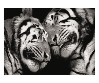 Poster Sleeping Tigers