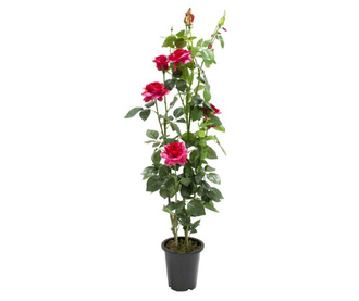 Floare artificiala in ghiveci Rose S