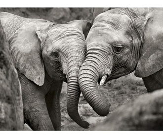 Tablou Elephants in Love 60x80cm