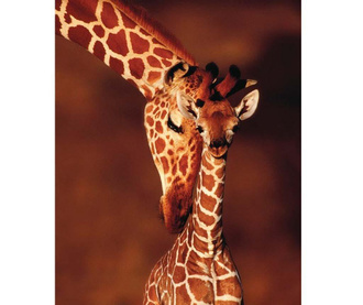 Tablou Giraffe Family 40x50cm