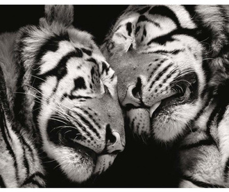 Tablou Sleeping Tigers 40x50cm