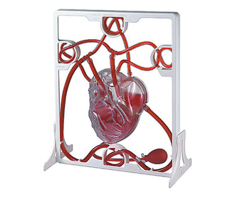 Set inima si sistemul circulator Pumping Heart
