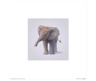 Little Elephant  Poszter 30x30 cm