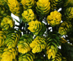 Ghiveci cu plante artificiale Cones Square Yellow