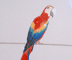 Slika Parrots 60x80 cm