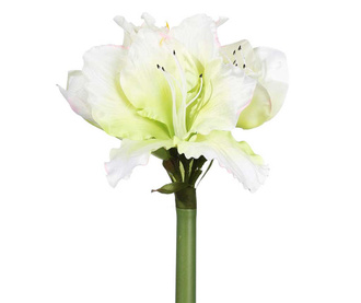 Floare decorativa Amarilis White