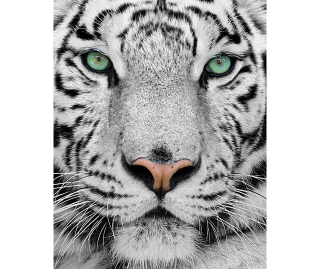 Tiger Takaró 175x190 cm