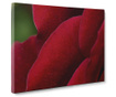 Rose Petal Kép 50x70 cm