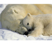 Fototapeta Polar Bears 127x187 cm