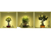 Set 3 naljepnice 3D Bonsai Trees