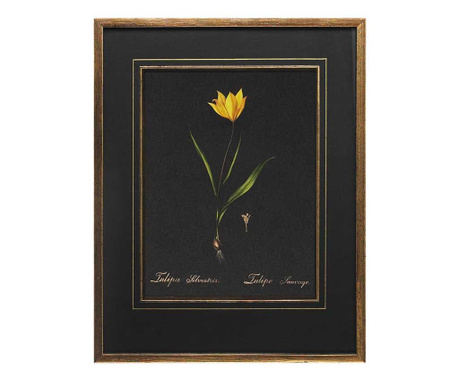 Πίνακας Tulipa 32x41 cm