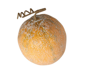 Cantaloupe Melon Dekoráció