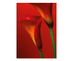 Red Calla Lilies Tapéta 183x254 cm