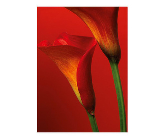 Red Calla Lilies Tapéta 183x254 cm