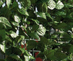 Leaves Kihúzható műsövény kerítés