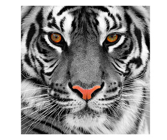 Slika Tiger 80x80 cm