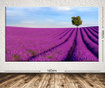 Lavender Field Kép 100x140 cm