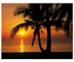 Palmy Beach Sunrise Fotótapéta 254x368 cm