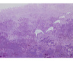 Slika Purple Field 80x80 cm