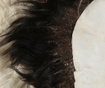 Wildsheep Caevin Szőnyeg 70x100 cm