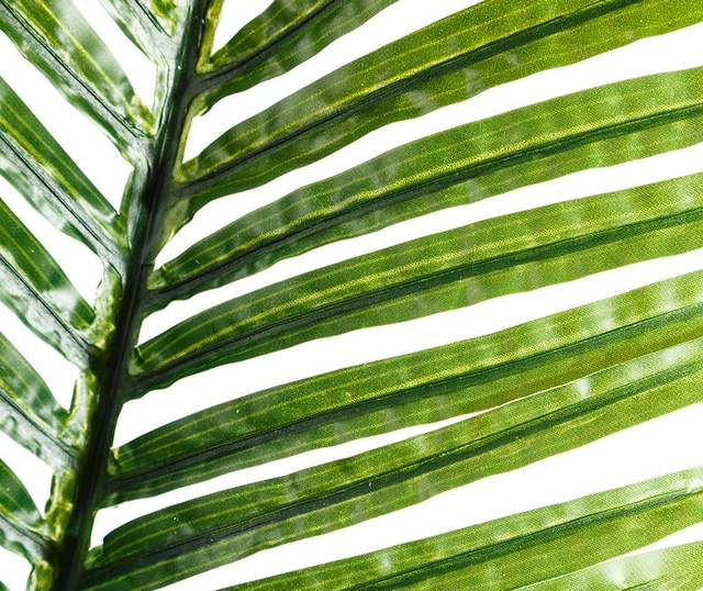 Mini Palm Dísz
