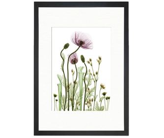 Slika Wild Plants 24x29 cm