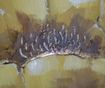 Картина Yellow Tullip 80x120 см
