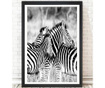 Slika Brighton Zebras