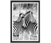 Slika Brighton Zebras