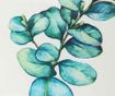 Картина Eucalyptus Cordata 30x40 см
