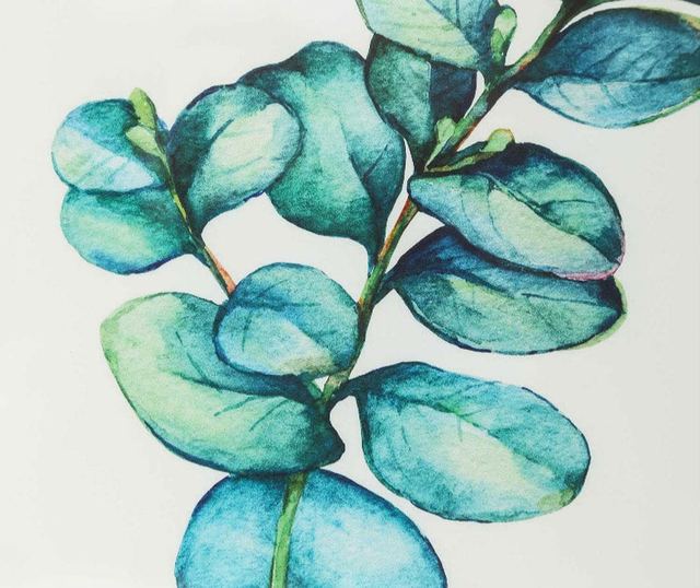 Картина Eucalyptus Cordata 30x40 см