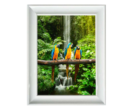 Three Parrots Kép 40x50 cm