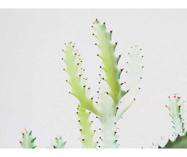 Slika Cactus