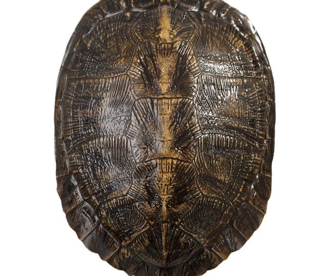 Dekoracija Tortoise Black