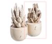 Dekorace Cactus