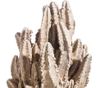 Dekorace Cactus