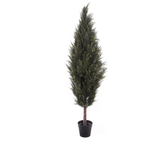 Cupressus in a Pot Műnövény virágcserépben