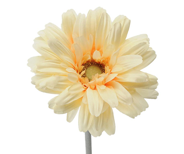 Set 6 umjetnih cvjetova Transvaal Daisy Yellow
