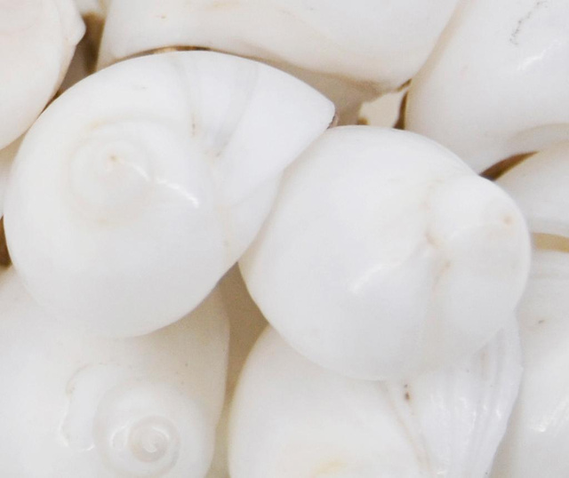 Shells White Felfüggeszthető dekoráció