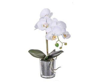 Phalaenopsis White Művirág virágcserépben S