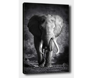 Elephant Kép 40x60 cm