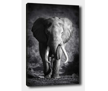 Obraz Elephant