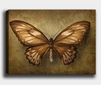 Butterfly Sepia Kép 40x60 cm