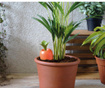 Peleg Design Care-it Növényi öntöző