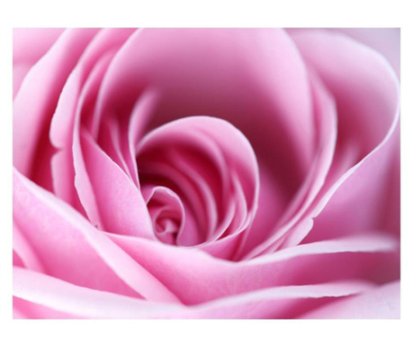 Fototapeta Pink Rose 270x350 cm