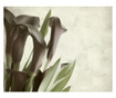 Ταπετσαρία Dark purple calla lilies - old paper background 231x300 cm