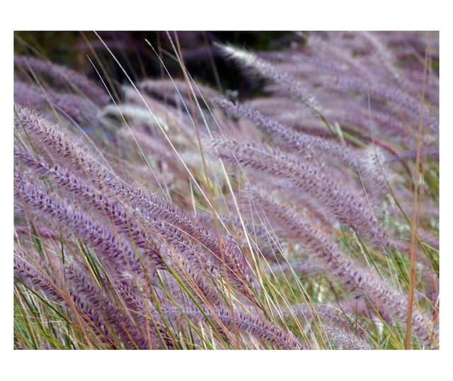 Ταπετσαρία Green field and purple flowers 231x300 cm