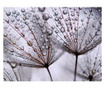 Ταπετσαρία Dandelion and morning dew 231x300 cm