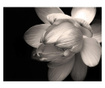 Ταπετσαρία Lotus flower 193x250 cm
