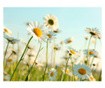 Ταπετσαρία Daisies - spring meadow 231x300 cm